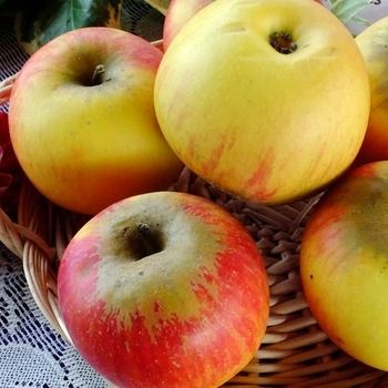 Pommier Reine des Reinettes - Leaderplant