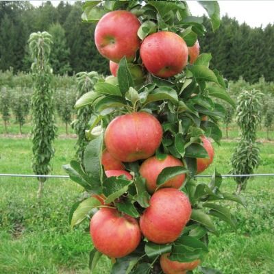 Pommier Colonne Starcats - Leaderplant