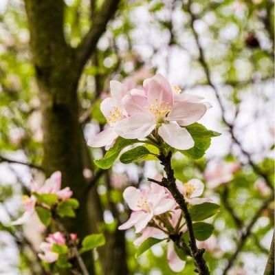 Pommier sauvage - Pommier des bois  - Leaderplant