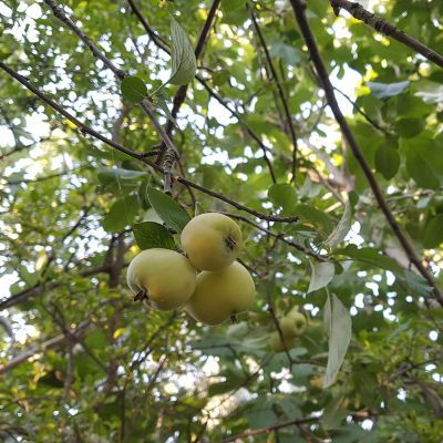 Pommier sauvage - Pommier des bois  - Leaderplant