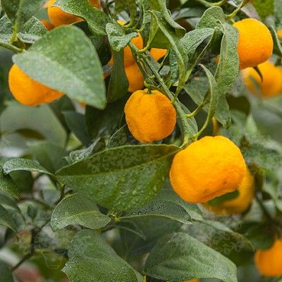 Mandarine Keraji - Leaderplant