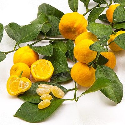 Mandarine Keraji - Leaderplant