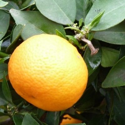 Mandarine Keraji - Leaderplant