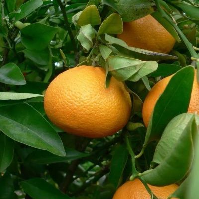 Mandarine Ortanique Tangor - Leaderplant