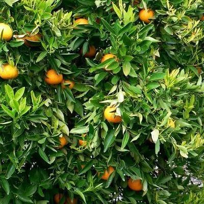 Mandarine Ortanique Tangor - Leaderplant