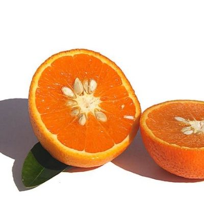 Mandarine Ortanique Tangor - Leaderplant