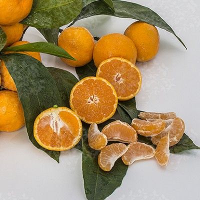 Mandarine Satsuma Unshu Mikan - Leaderplant
