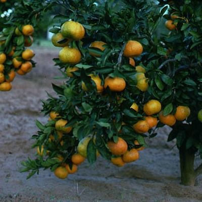 Mandarine Satsuma rustique - Leaderplant
