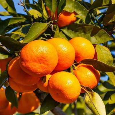 Mandarine Satsuma rustique - Leaderplant