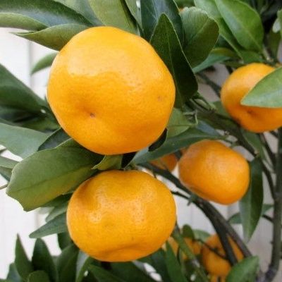 Mandarine 'Tachibana' - Leaderplant