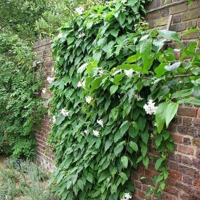 Dipladenia Blanc / Mandevilla Laxa - Leaderplant