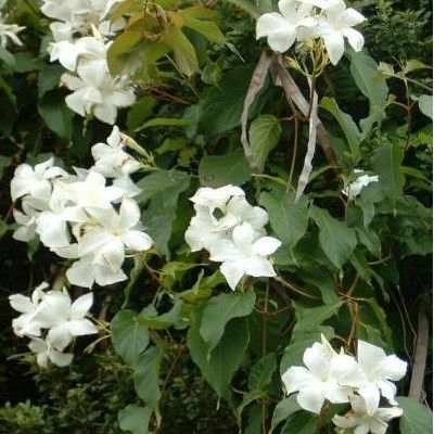 Dipladenia Blanc / Mandevilla Laxa - Leaderplant