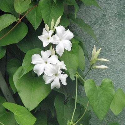 Dipladenia Blanc / Mandevilla Laxa - Leaderplant