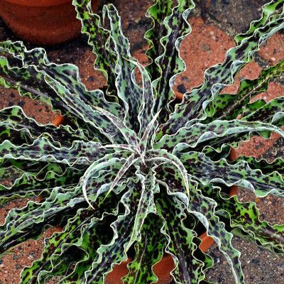 Mangave Chocolate Chip - Leaderplant