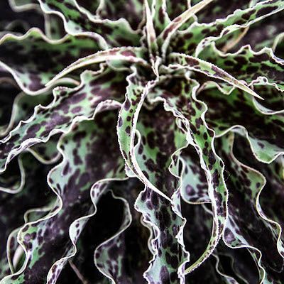 Mangave Chocolate Chip - Leaderplant