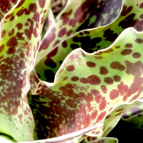 Mangave Chocolate Chip - Leaderplant