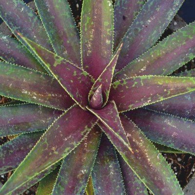 MANGAVE Blazing Saddles ® - Leaderplant