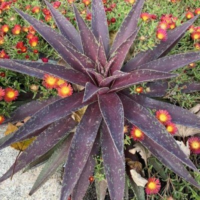 MANGAVE Blazing Saddles ® - Leaderplant