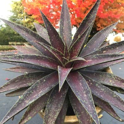 MANGAVE Blazing Saddles ® - Leaderplant