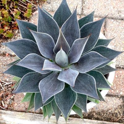 MANGAVE Lavender Lady ® - Leaderplant