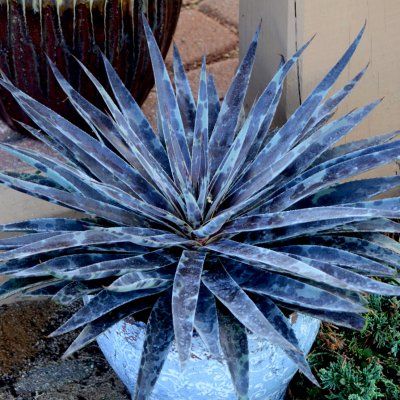 Mangave Claire de Lune - Leaderplant