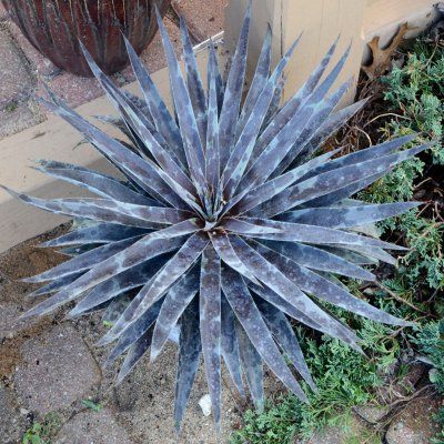Mangave Claire de Lune - Leaderplant