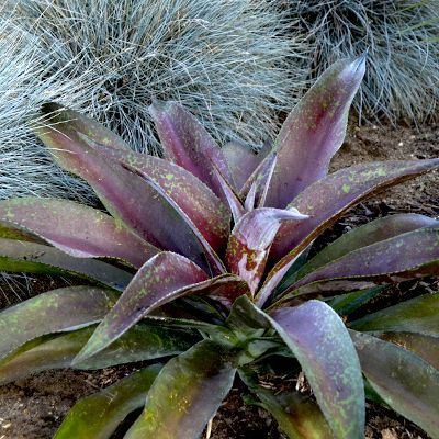 Mangave Purple Passion - Leaderplant