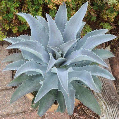 Mangave Silverfox ® - Leaderplant