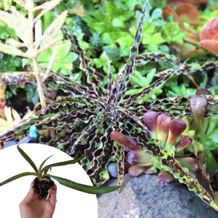 Mangave Chocolate Chip en mini-motte  - Leaderplant