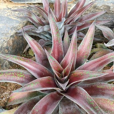 MANGAVE Mission To Mars - Leaderplant