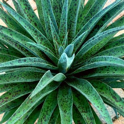 MANGAVE Pineapple Express ® - Leaderplant