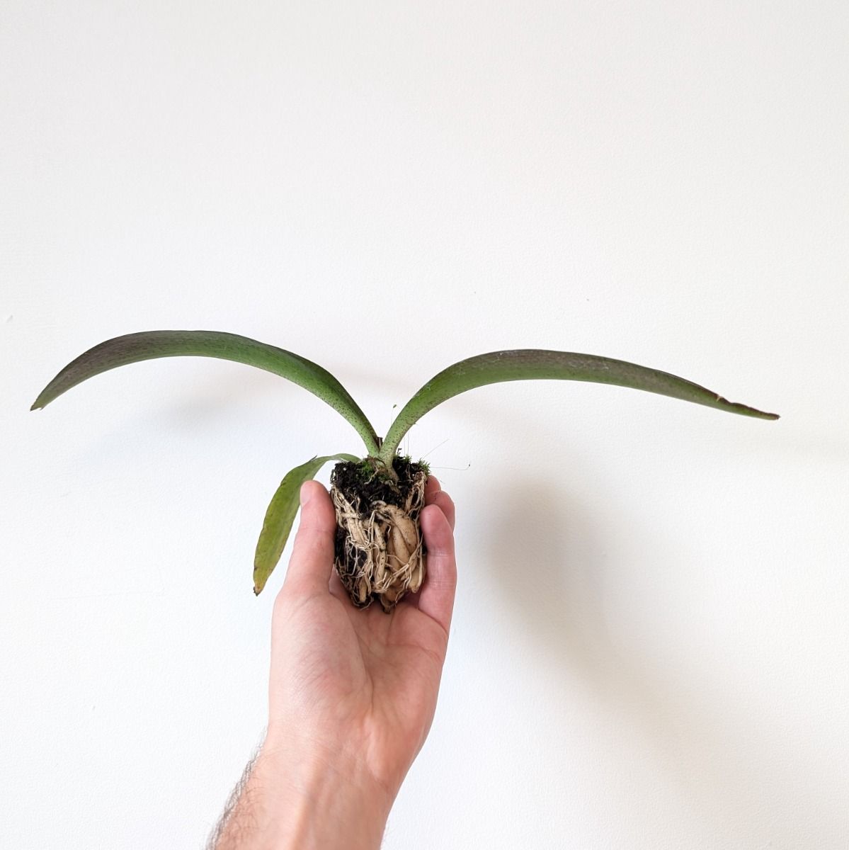 Mangave Purple Passion  en mini-motte  - Leaderplant