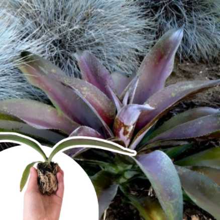 Mangave Purple Passion  en mini-motte  - Leaderplant