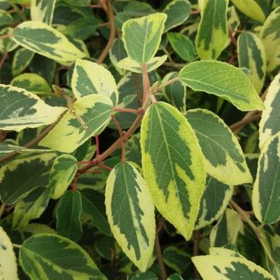 Maqui du Chili - Leaderplant