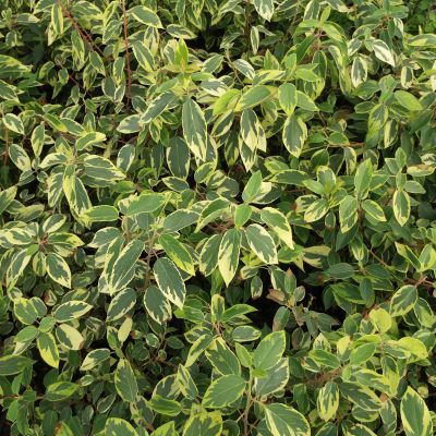 Maqui du Chili - Leaderplant