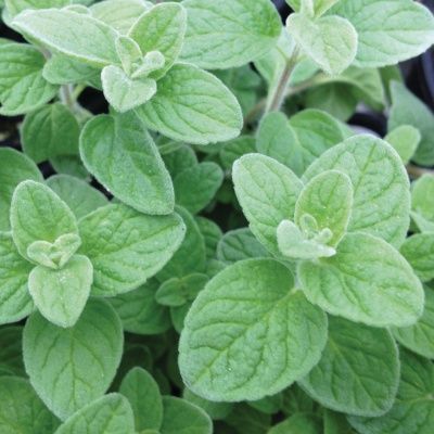 Marjolaine de Syrie   - Leaderplant