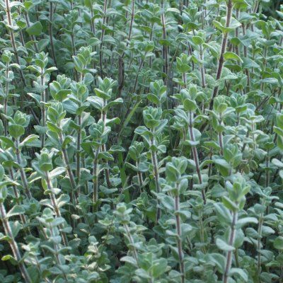 Marjolaine De Syrie Bio Vente En Ligne De Plants De Marjolaine De Syrie Bio Pas Cher Leaderplant