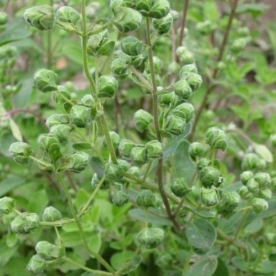 Marjolaine Vraie - Leaderplant