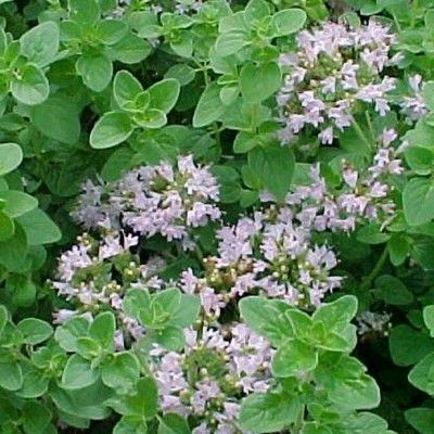 Marjolaine Vraie - Leaderplant