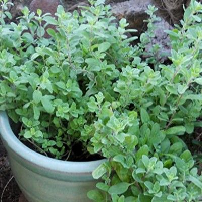 Marjolaine Vraie - Leaderplant