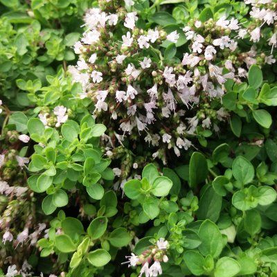 Marjolaine - Leaderplant