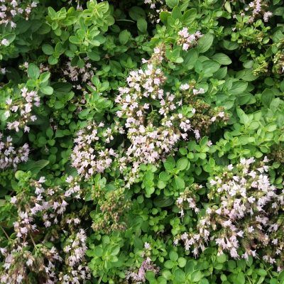 Marjolaine - Leaderplant