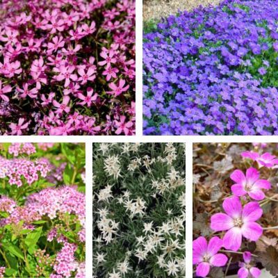 Kit massif d'altitude - 5 variétés - Leaderplant