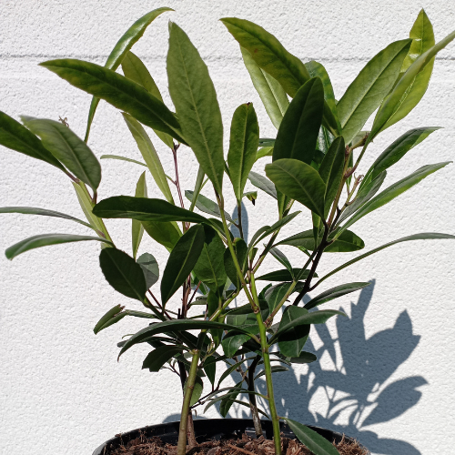 Maté, Thé du Paraguay - Ilex paraguariensis  Garden2Cup ® - Leaderplant