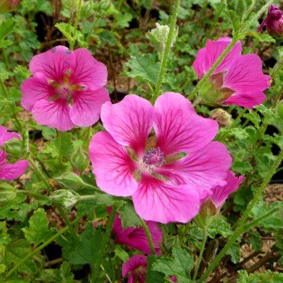 Lavatère rouge nain ou Mauve du Cap rose - Leaderplant