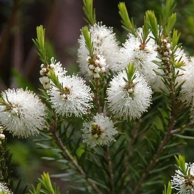 Tea Tree / Arbre à thé / Myrte à miel - Leaderplant