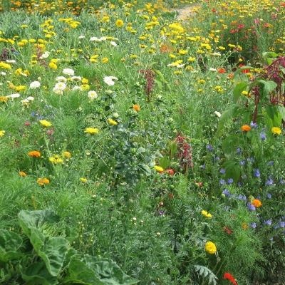 Graine MELANGE FLEURI - ANNUELLES POUR OISEAUX (Ferme de Sainte Marthe) - Leaderplant