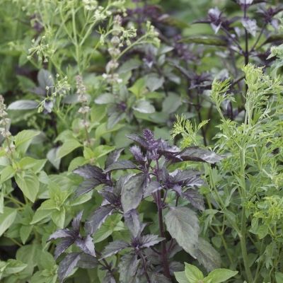 Graine MELANGE FLEURI - ANTI-MOUSTIQUE (Ferme de Sainte Marthe) - Leaderplant