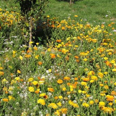 Graine MELANGE FLEURI - ANTI-PUCERONS (Ferme de Sainte Marthe) - Leaderplant