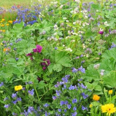 Graine MELANGE FLEURI - NOURRIR LES ABEILLES (Ferme de Sainte Marthe) - Leaderplant